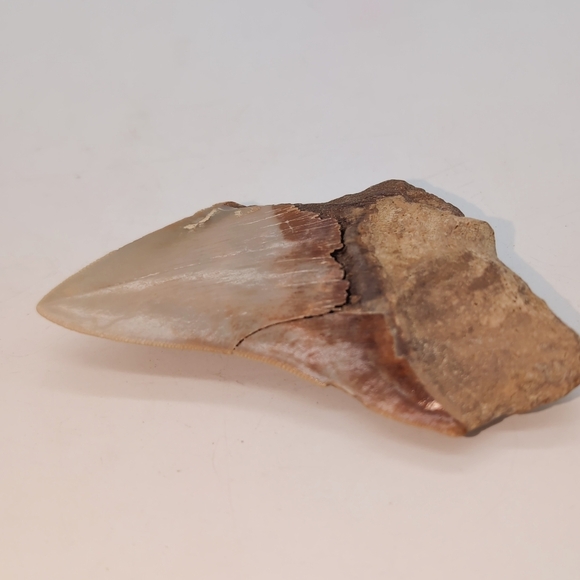 Real Otodus Megalodon Fossilized Shark Tooth 3.25 - Picture 10 of 11